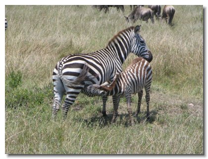 KE 172 - Nursing Zebra